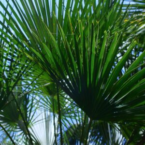 Perle di Serenoa Repens