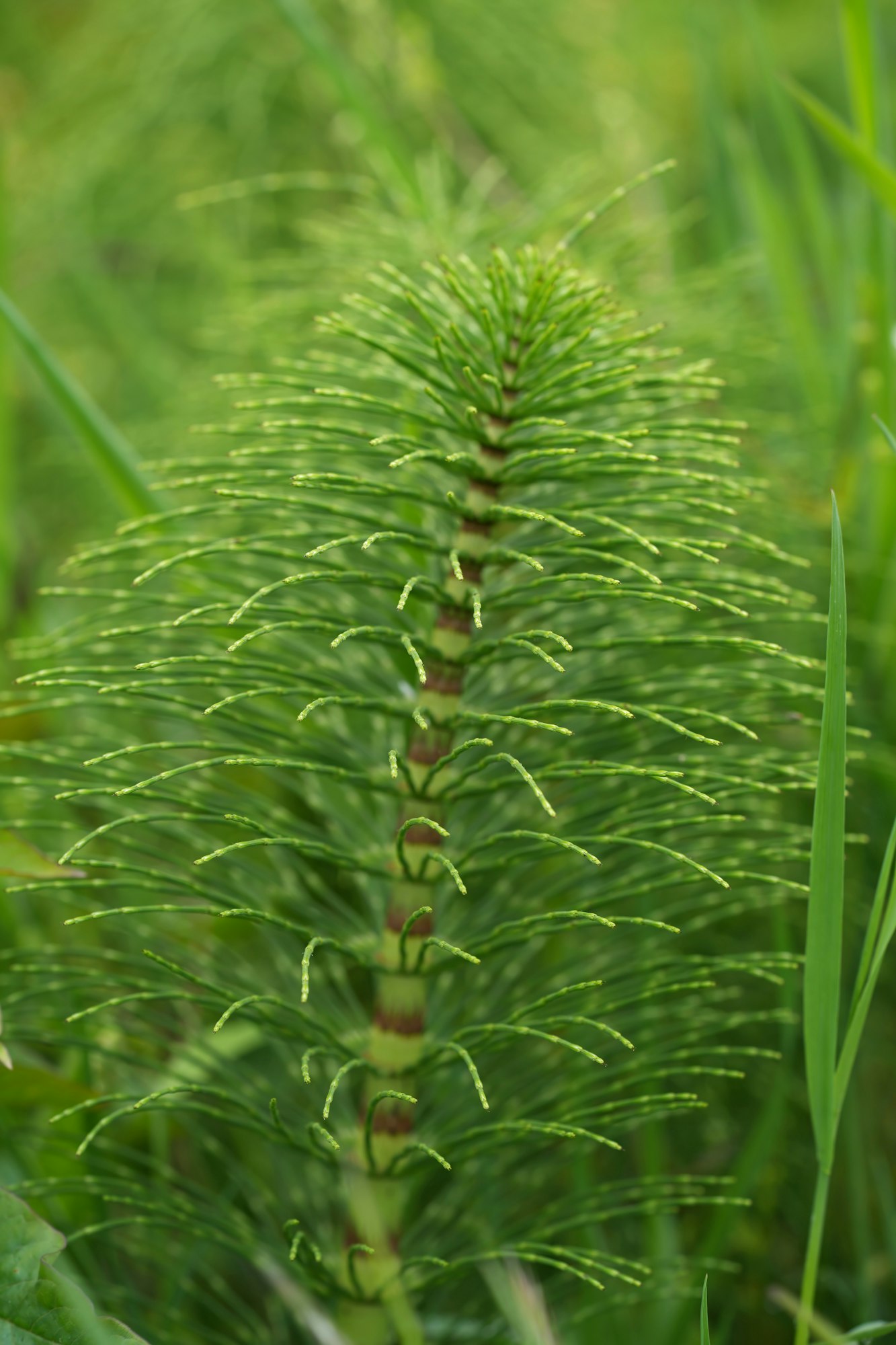 Closeup on the North American great horsetail puzzlegrass, Equisetum telmateia ad Bandon, Oregon